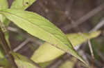 American bellflower